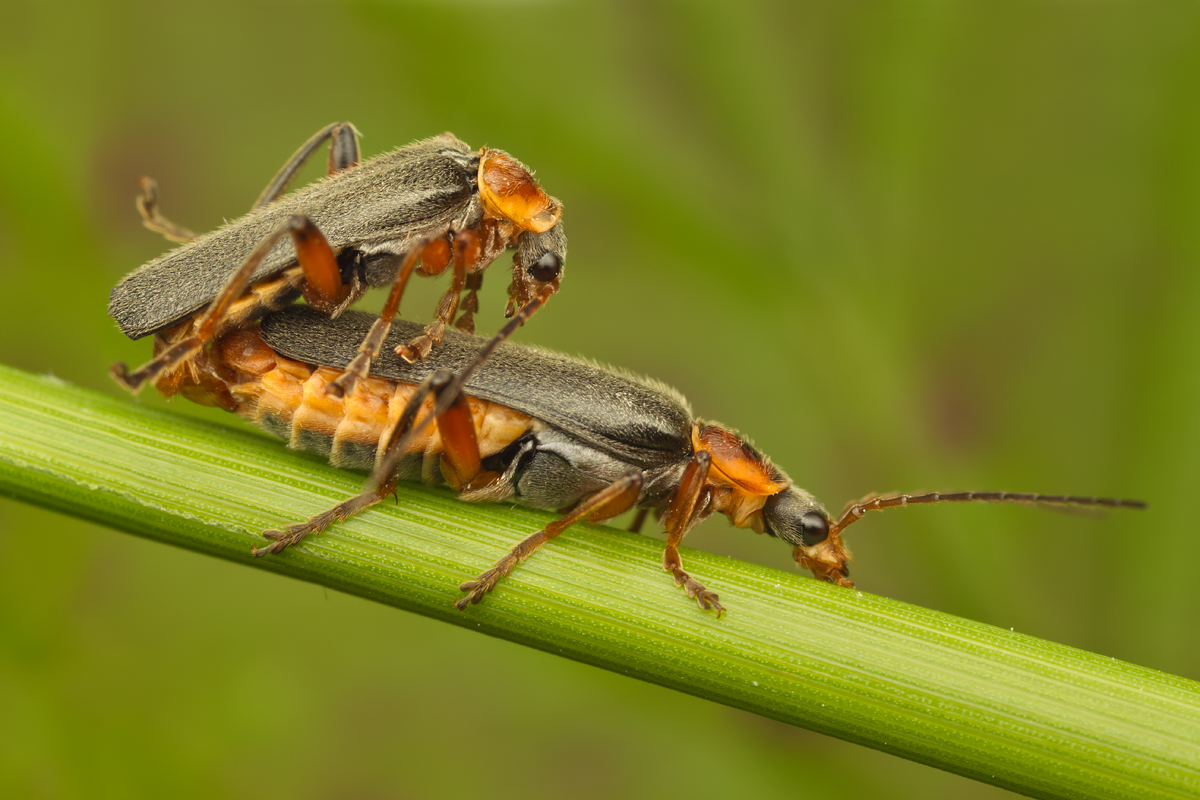 Soldier Beetles - Cantharis nigricans